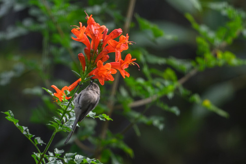 Bushtit