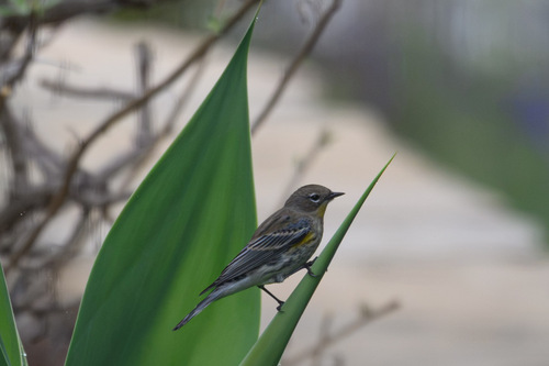 Yellow-rumped Warbler