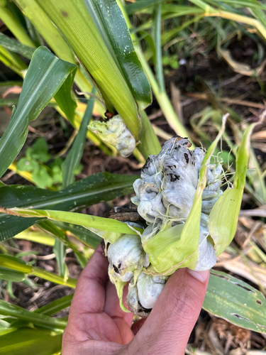 Corn Smut