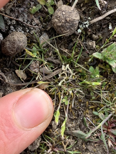 Poa maniototo, 2026-09-24