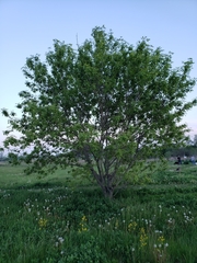 Acer negundo