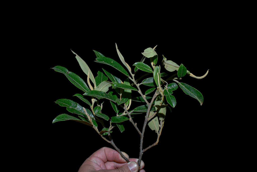 Freziera lanata