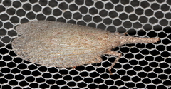 Rentinus dilatatus