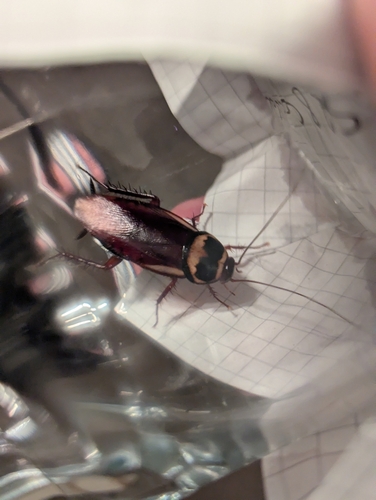 Australian Cockroach