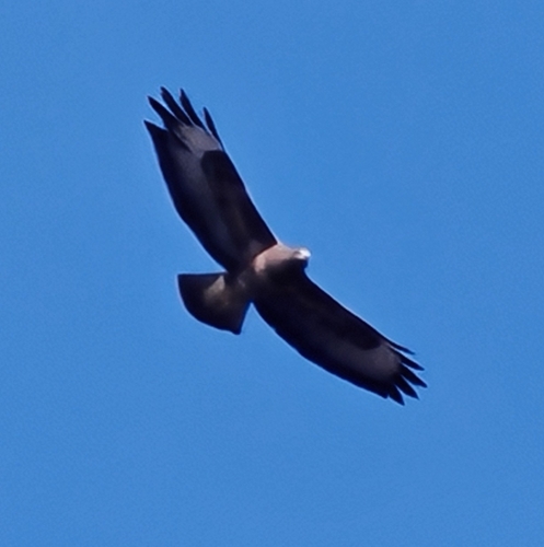Western Common Buzzard