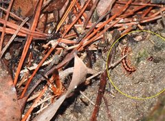 Helicorthomorpha holstii