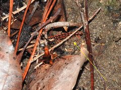 Helicorthomorpha holstii