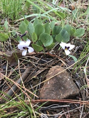 Viola cuneata