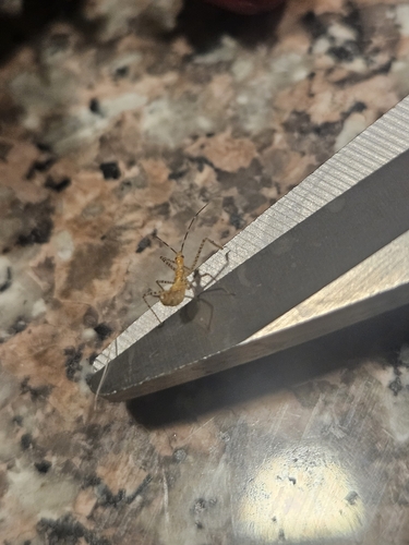Leafhopper Assassin Bug