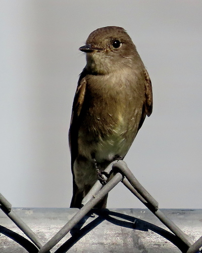 Western Wood-Pewee