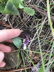 Viola cuneata