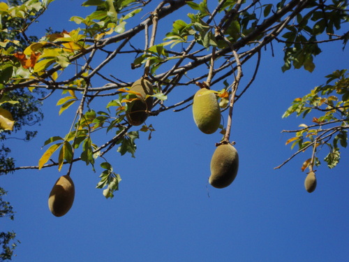 African baobab