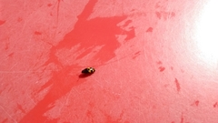 Glischrochilus fasciatus