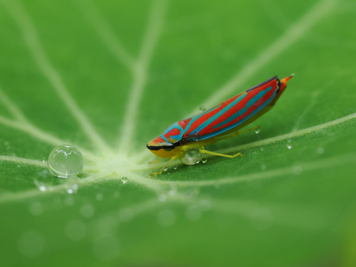 Red-banded leafhopper