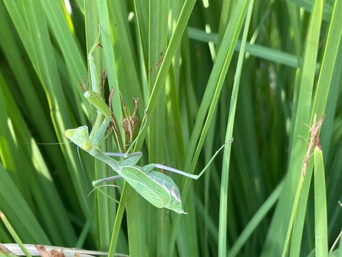 Arizona Mantis