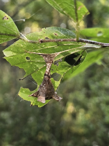 Toadlike Bolas Spider