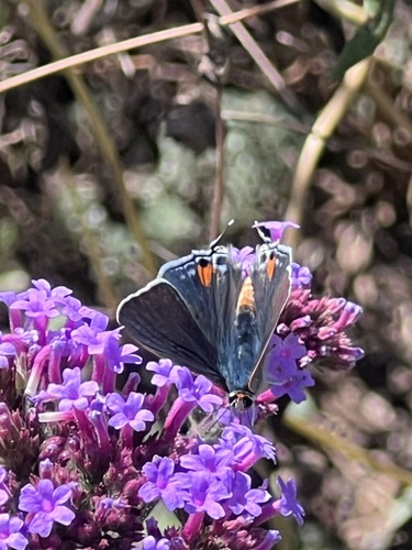 Gray Hairstreak