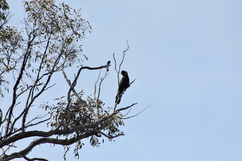 Carnaby's Black Cockatoo