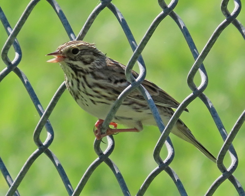Savannah Sparrow