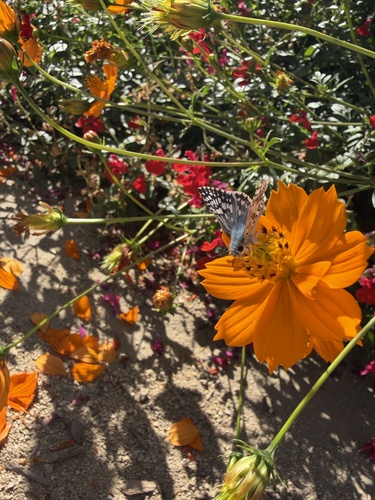 Common Checkered-Skipper