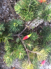 Stenanthera pinifolia