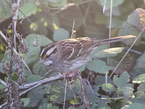 White-throated Sparrow