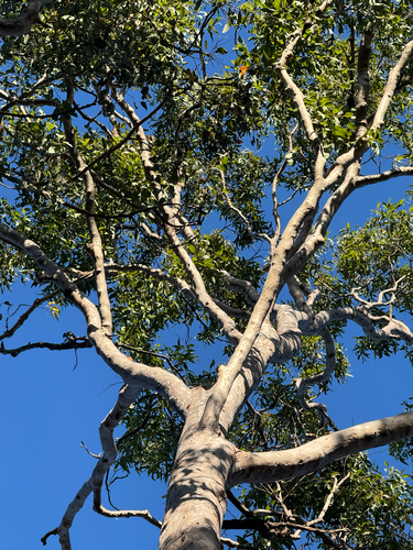 Corymbia henryi, 2026-10-02