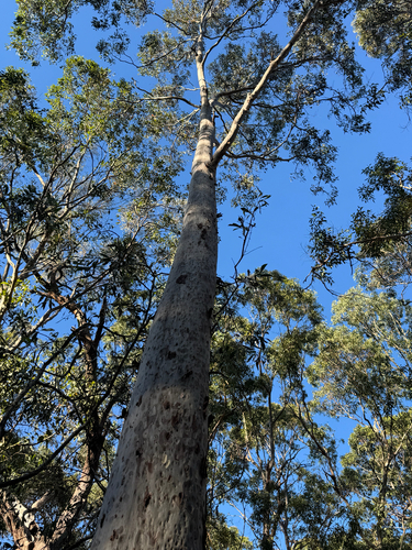 Corymbia henryi, 2026-10-02