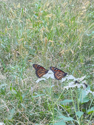 Monarch