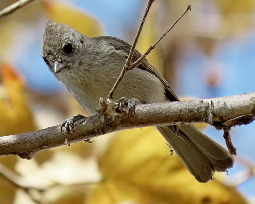 Oak Titmouse