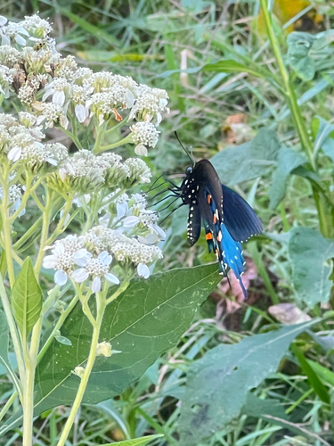 Pipevine Swallowtail