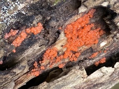 Tulasnella aurantiaca