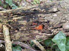 Tulasnella aurantiaca