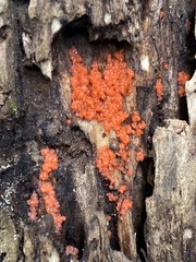 Tulasnella aurantiaca