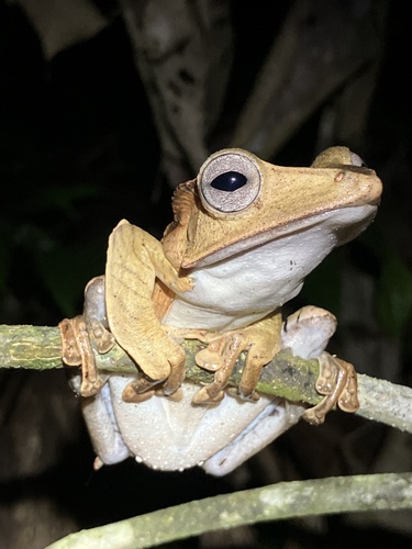 Polypedates otilophus, 2026-10-01