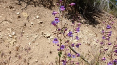 Penstemon spectabilis spectabilis