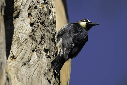 Acorn Woodpecker