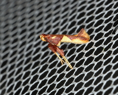 Caloptilia xanthopharella