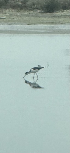 Black-necked Stilt
