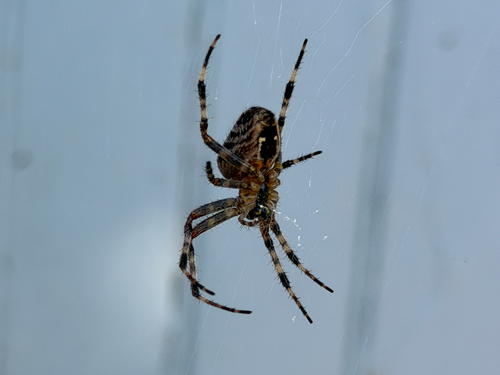 Cross Orbweaver