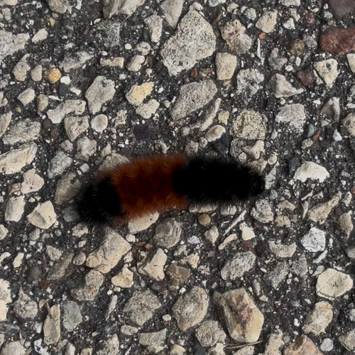 Isabella Tiger Moth