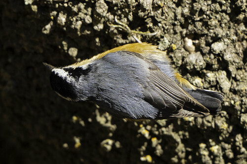 Red-breasted Nuthatch