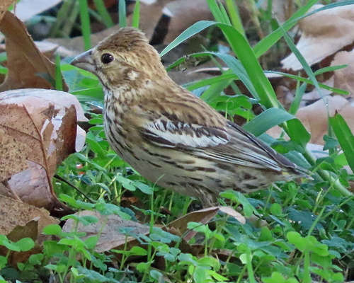 Lark Bunting