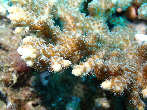 Acropora solitaryensis observed 2026-09-06