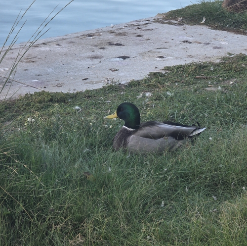 Mallard