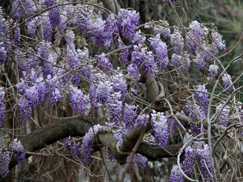 Glicina (Wisteria sinensis) · ArgentiNat, image size:1024x769