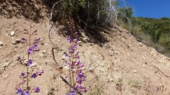 Penstemon spectabilis spectabilis