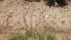 Penstemon spectabilis spectabilis