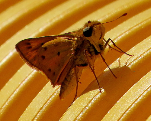 Fiery Skipper