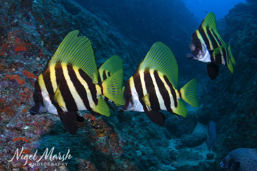 Evistias acutirostris observed 2026-09-29